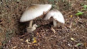 White Volvariella Mushroom Seeds for Planting – Heirloom & Non-GMO Gourmet Fungi for Edible Gardens