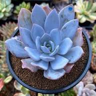 Sky Blue Succulent Flower Seeds for Planting – Heirloom, Non-GMO, High Germination Organic Garden Seeds