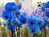 Sky Blue Butterfly Orchid Flower Seeds for Planting – Heirloom, Non-GMO, Sun-Loving Organic Garden Seeds