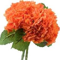Orange Hydrangea Flower Seeds for Planting | Heirloom Non-GMO High Germination