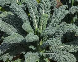 Dazzling Kale Seeds for Planting – Heirloom, Non-GMO, High Germination Organic Garden Seeds for Vibrant, Nutritious Greens