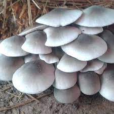 White Volvariella Mushroom Seeds for Planting – Heirloom & Non-GMO Gourmet Fungi for Edible Gardens