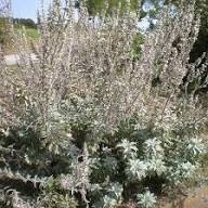 Apiana Flower Seeds for Planting – Heirloom, Non-GMO, High Germination Organic Garden Seeds