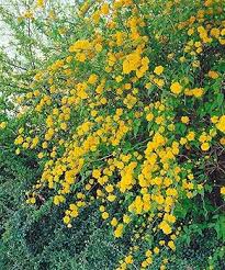 Yellow Kerria Japonica Flower Seeds for Planting – Low Maintenance, Heirloom, Non-GMO, High Germination Organic Garden Seeds