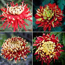 Yellow Red Chrysanthemum Flower Seeds for Planting - Seasonal Bloomer, Heirloom & Non-GMO Seeds for Home Garden