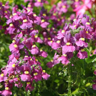Nemesia Flower Seeds for Planting | Heirloom Non-GMO Organic Garden Seeds, Fragrant Blossoms, High Germination