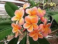 Orange Frangipani Flower Seeds for Planting Heirloom Non-GMO High Germination Organic Garden Seeds
