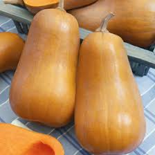 Yellow Butternut Seeds for Planting – Heirloom, Non-GMO, High Germination, Organic Garden Seeds for Sweet Squash
