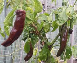 Dark Brown Chili Brazilian Seeds for Planting - Heirloom, Non-GMO, Organic Garden Seeds for Rare & Spicy Harvests