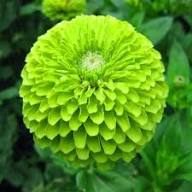 Green Dahlia Flower Seeds for Planting – Heirloom, Non-GMO, Compact Growth Organic Garden Seeds