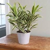 Green Dracaena Fargans Flower Seeds for Planting | Heirloom Non-GMO High Germination Organic Garden Seeds