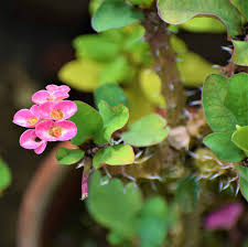 Pink Euphorbia Flower Seeds for Planting | Heirloom Non-GMO High Germination Organic Garden Seeds