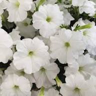 White Petunia Flower Seeds for Planting – Heirloom Non-GMO Garden Favorite Organic Garden Seeds