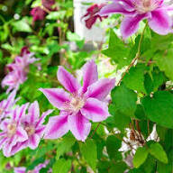 Pink Violet Clematis Flower Seeds for Planting – Heirloom, Non-GMO, High Germination Organic Garden Seeds