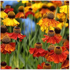 Helenium Flower Seeds for Planting | Bright Blooms | Heirloom Non-GMO High Germination Seeds