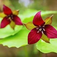 Green Trillium Flower Seeds for Planting | Heirloom Non-GMO High Germination Organic Garden Seeds