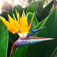 Violet Yellow Strelitzia Flower Seeds for Planting | Heirloom Non-GMO Organic Garden Seeds, Premium Quality, High Germination