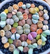 Pleiospilos Flower Seeds for Planting – Heirloom, Non-GMO, High Germination Cottage Garden Seeds