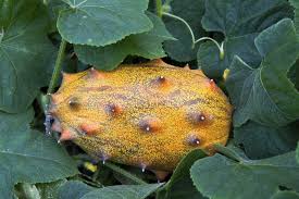 Yellow Cucumis Metuliferus Seeds for Planting – Heirloom & Non-GMO Exotic Horned Melon Seeds