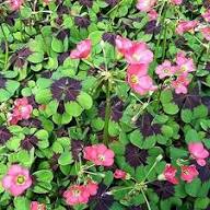 Green Purple Oxalis Corymbosa Flower Seeds for Planting - Heirloom, Non-GMO, High Germination Organic Garden Seeds