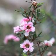 Manuka Flower Seeds for Planting | Heirloom Non-GMO High Germination Organic Garden Seeds