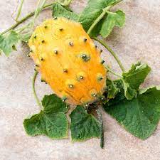 Yellow Cucumis Metuliferus Seeds for Planting – Heirloom & Non-GMO Exotic Horned Melon Seeds