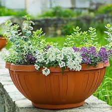 Mixed Lobularia Flower Seeds for Planting – Shade Tolerant, Heirloom, GMO Free Organic Garden Seeds