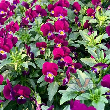 Viola Cornuta Flower Seeds