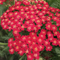 Red Achillea Flower Seeds for Planting | Heirloom Non-GMO High Germination Organic Garden Seeds