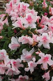 Pink White Azalea Flower Seeds for Planting – Heirloom, Non-GMO Vibrant Colors, High Germination Seeds
