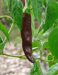 Dark Brown Chili Brazilian Seeds for Planting - Heirloom, Non-GMO, Organic Garden Seeds for Rare & Spicy Harvests