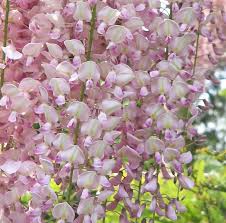 Mix Wisteria Flower Seeds for Planting – Heirloom, Non-GMO, High Germination Organic Garden Seeds