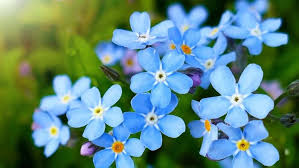 Mixed Myosotis Flower Seeds for Planting – Beautiful Forget-Me-Not Blooms for Gardens & Borders