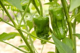 Padron Pepper Vegetable Seeds for Planting – Heirloom & Non-GMO Seeds for Mild to Spicy Snack Peppers