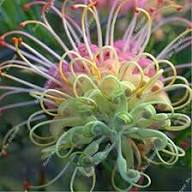 Mixed Grevillea Flower Seeds for Planting – Heirloom, Non-GMO, High Germination Organic Garden Seeds