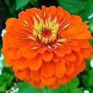 Orange Yellow Zinnia Flower Seeds for Planting – Long Bloom Season Heirloom Non-GMO High Germination Organic Garden Seeds
