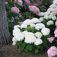Hydrangea Flower seeds for Planting – Premium Quality, Heirloom & GMO Free Seeds for Home Garden, High Germination