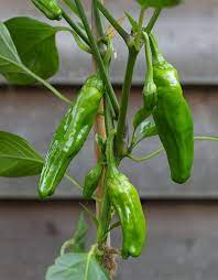 Padron Pepper Vegetable Seeds for Planting – Heirloom & Non-GMO Seeds for Mild to Spicy Snack Peppers