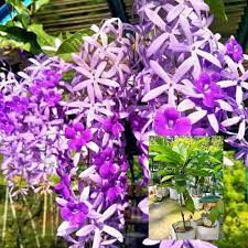 Violet Pennyroyal Flower Seeds for Planting - Heirloom, Non-GMO, High Germination Organic Garden Seeds