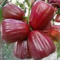 Purple Apple Fruit Seeds for Planting – Heirloom Non-GMO High Germination Organic Garden Seeds