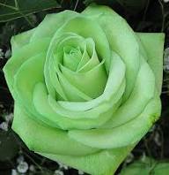 Light Green Rose Flower Seeds for Planting | Heirloom Non-GMO High Germination Organic Garden Seeds