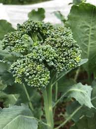 Calabrese Broccoli Seeds for Planting – Heirloom, Non-GMO Green Sprouting Broccoli for Home Garden & Organic Growing
