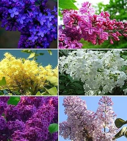 Mixed Lilac Seeds 
