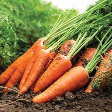 Kuroda Carrot Seeds for Planting – Heirloom, Non-GMO Vegetable Seeds for Home Gardens and Organic Farming