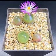 Mixed Conophytum Hammeri Flower Seeds for Planting – Pollinator Friendly Heirloom Non-GMO GMO Free Seeds for Home Garden