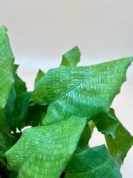 Green Calathea Flower Seeds for Planting – Heirloom Non-GMO, High Germination Organic Garden Seeds