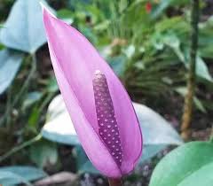 Anthurium Andraeanum Seeds | Heirloom Non-GMO Flower Seeds for Planting