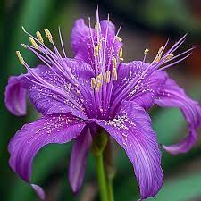 Violet Amaryllis Barbados Flower Seeds for Planting – Heirloom Non-GMO High Germination Organic Garden Seeds
