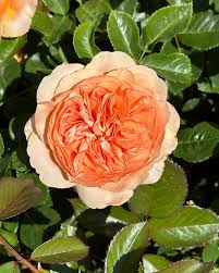 Orange Double Petal English Rose Seeds for Planting – Heirloom, Non-GMO, High Germination Organic Garden Seeds