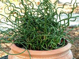 Green Corkscrew Rush Seeds, Heirloom Non-GMO Flowers for Borders & Home Garden Planting